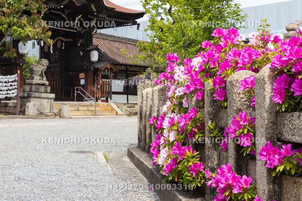 京都府　ツツジ咲く六孫王神社　唐門付近