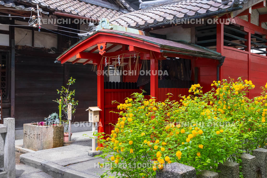 京都府　六孫王神社　ヤマブキ咲く睦称稲荷神社