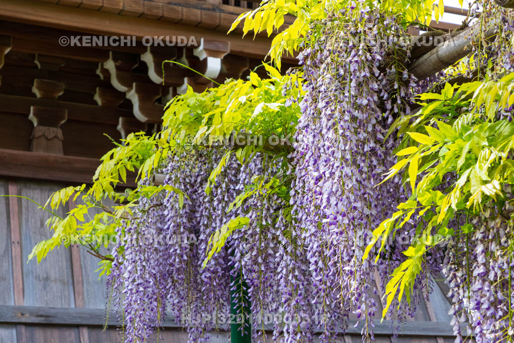 京都府　妙蓮寺　藤棚