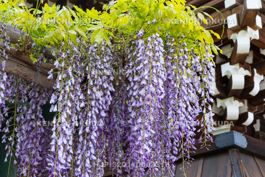 京都府　妙蓮寺　藤棚