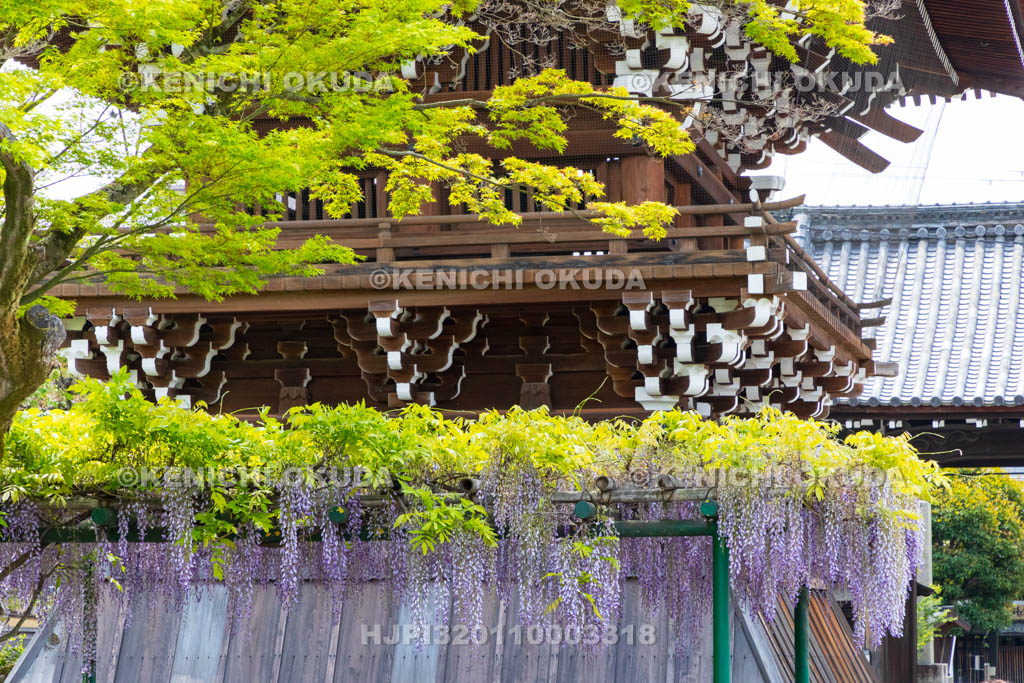 京都府　妙蓮寺　鐘楼と藤棚