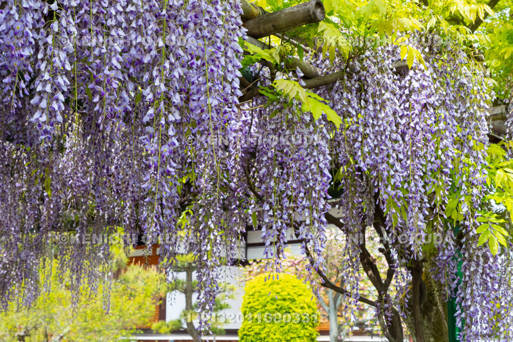 京都府　妙蓮寺　藤棚