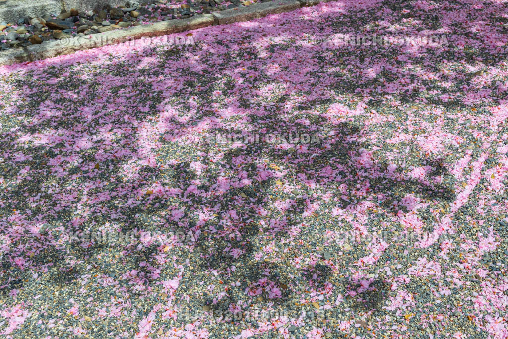 京都府　妙蓮寺　こぼれ桜（八重桜）