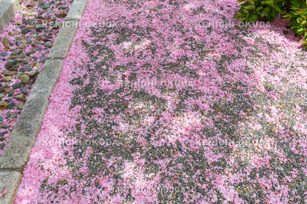 京都府　妙蓮寺　こぼれ桜（八重桜）