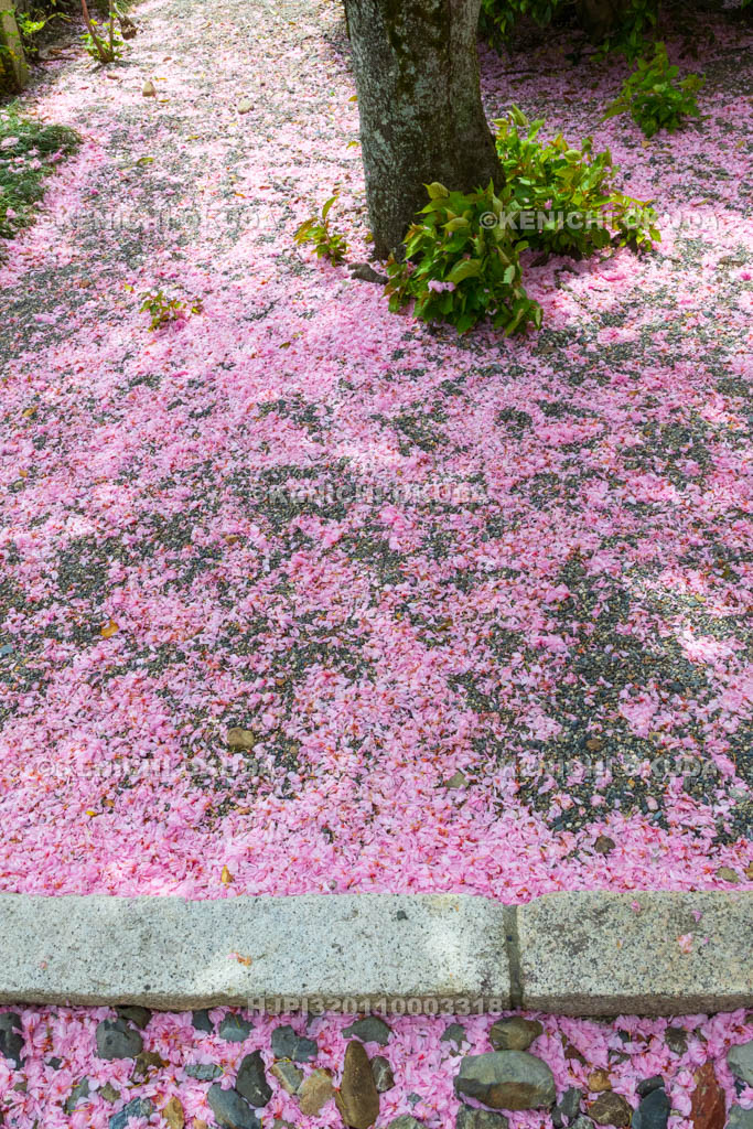 京都府　妙蓮寺　こぼれ桜（八重桜）