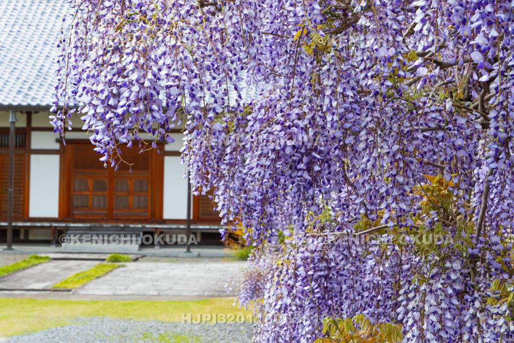 京都府　遍照寺　本堂と藤棚