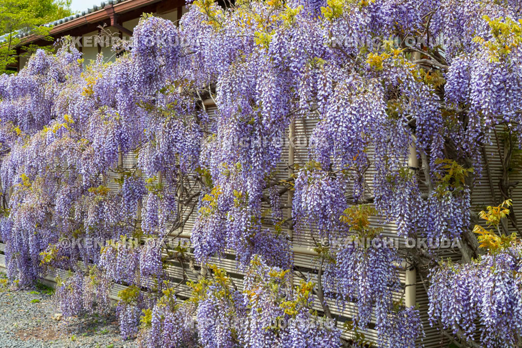 京都府　遍照寺　藤棚