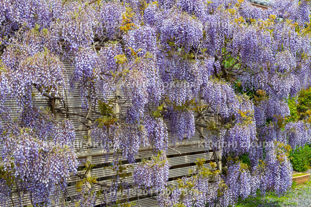 京都府　遍照寺　藤棚