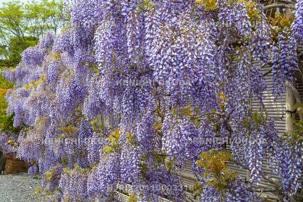 京都府　遍照寺　藤棚