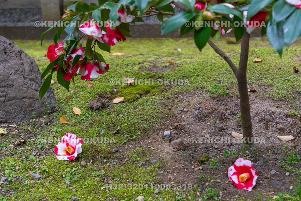 京都府　城南宮　神苑　落ち椿　春の山付近