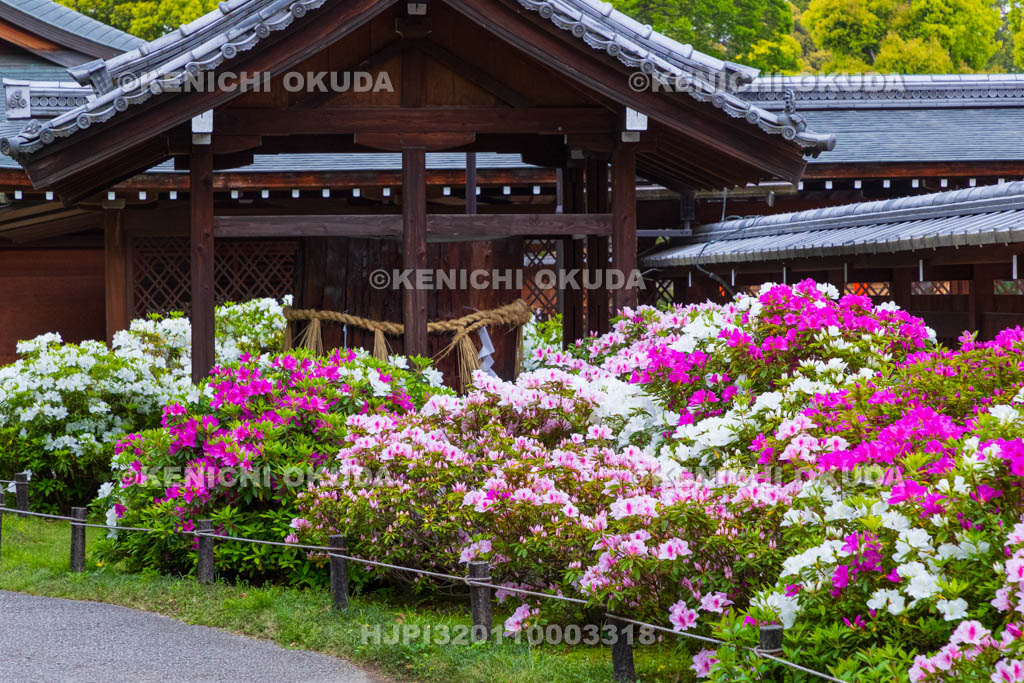 京都府　城南宮　ツツジ咲く神苑　御神木付近