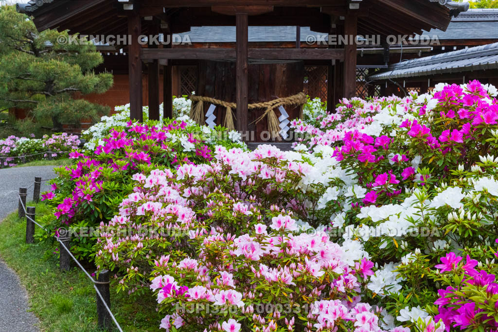 京都府　城南宮　ツツジ咲く神苑　御神木付近