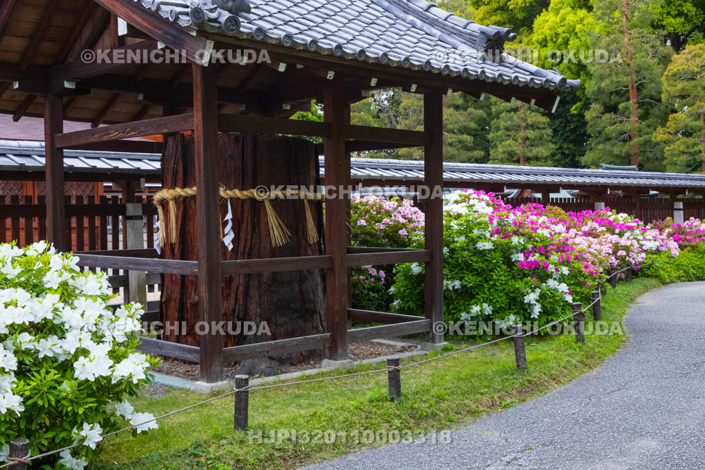 京都府　城南宮　ツツジ咲く神苑　御神木付近