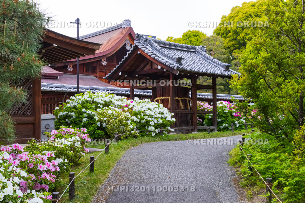 京都府　城南宮　ツツジ咲く神苑　御神木付近
