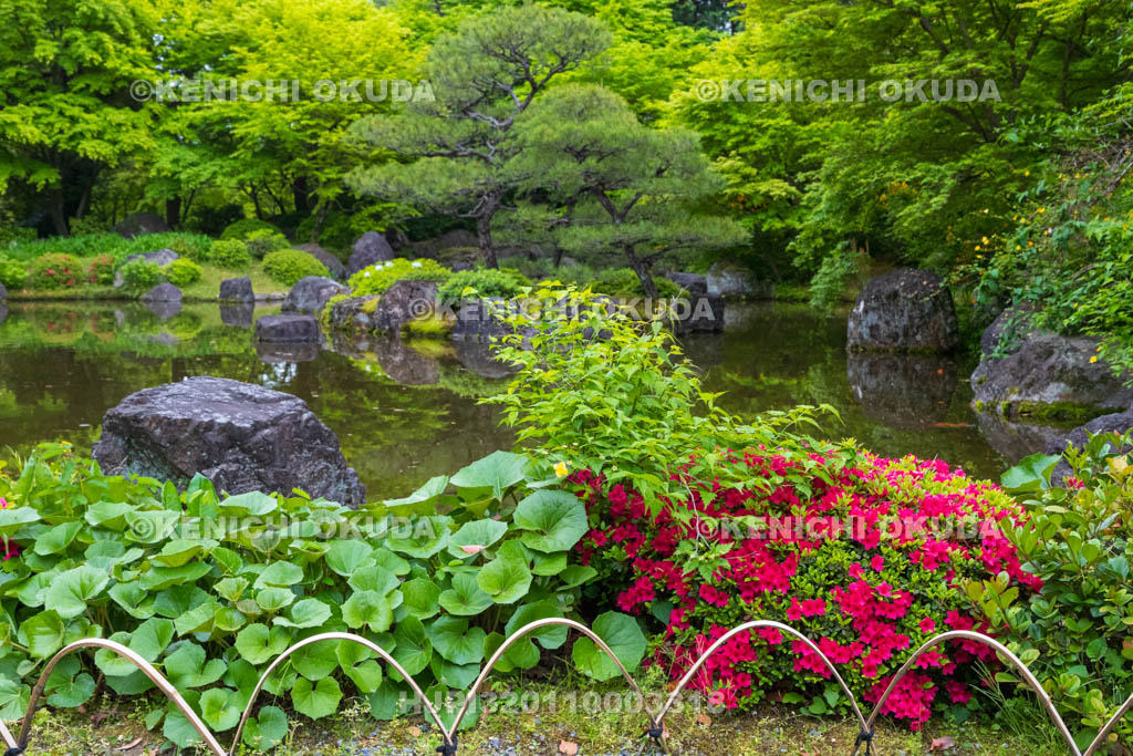 京都府　城南宮　ツツジ咲く神苑　平安の庭