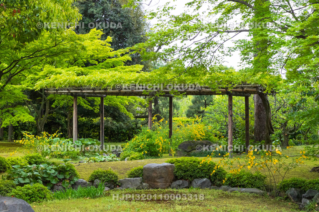 京都府　城南宮　ヤマブキ咲く神苑　平安の庭