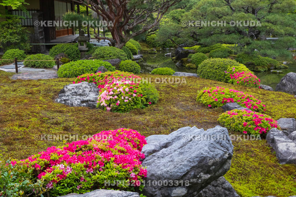 京都府　城南宮　ツツジ咲く神苑　室町の庭