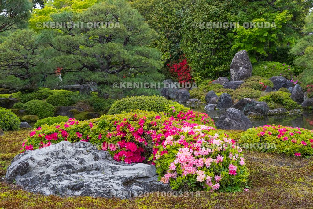 京都府　城南宮　ツツジ咲く神苑　室町の庭