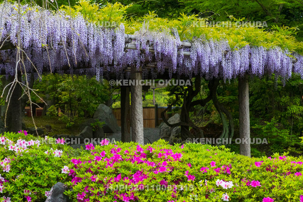 京都府　城南宮　神苑　室町の庭　ツツジと藤棚