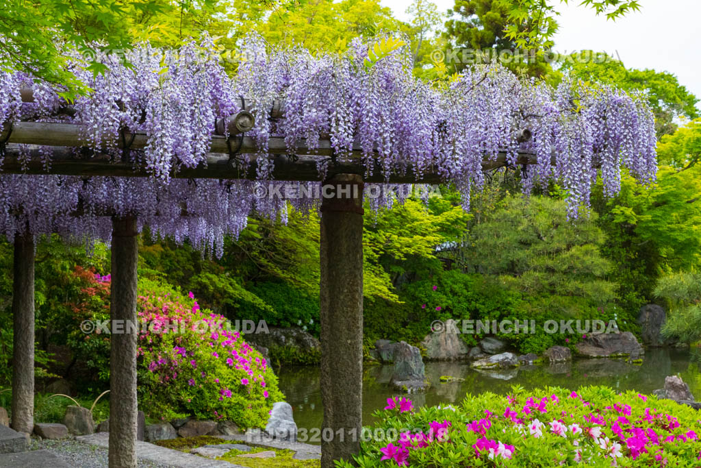 京都府　城南宮　神苑　室町の庭　ツツジと藤棚