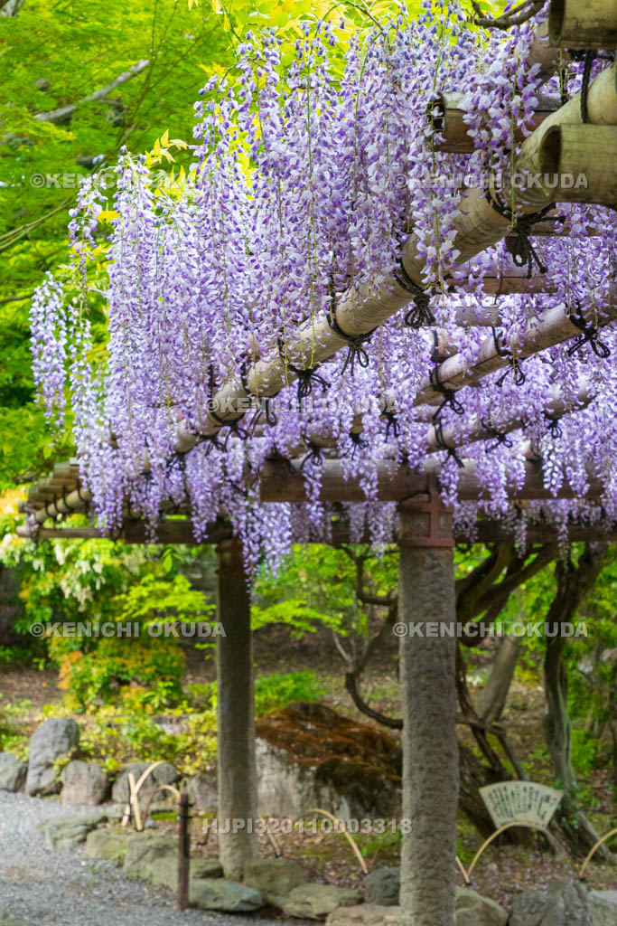 京都府　城南宮　神苑　室町の庭　藤棚