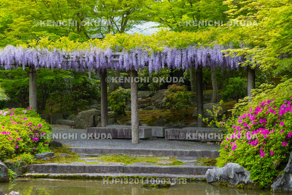 京都府　城南宮　神苑　室町の庭　ツツジと藤棚