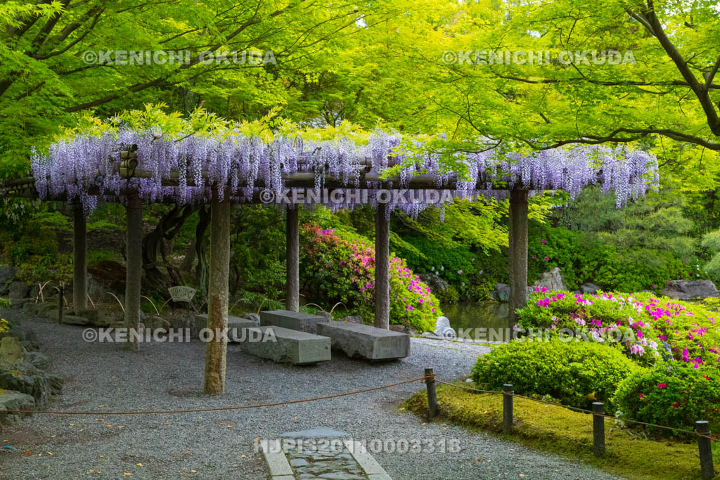 京都府　城南宮　神苑　室町の庭　ツツジと藤棚
