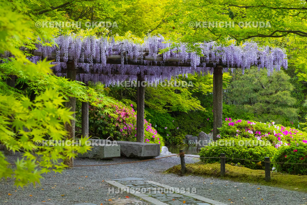 京都府　城南宮　神苑　室町の庭　ツツジと藤棚
