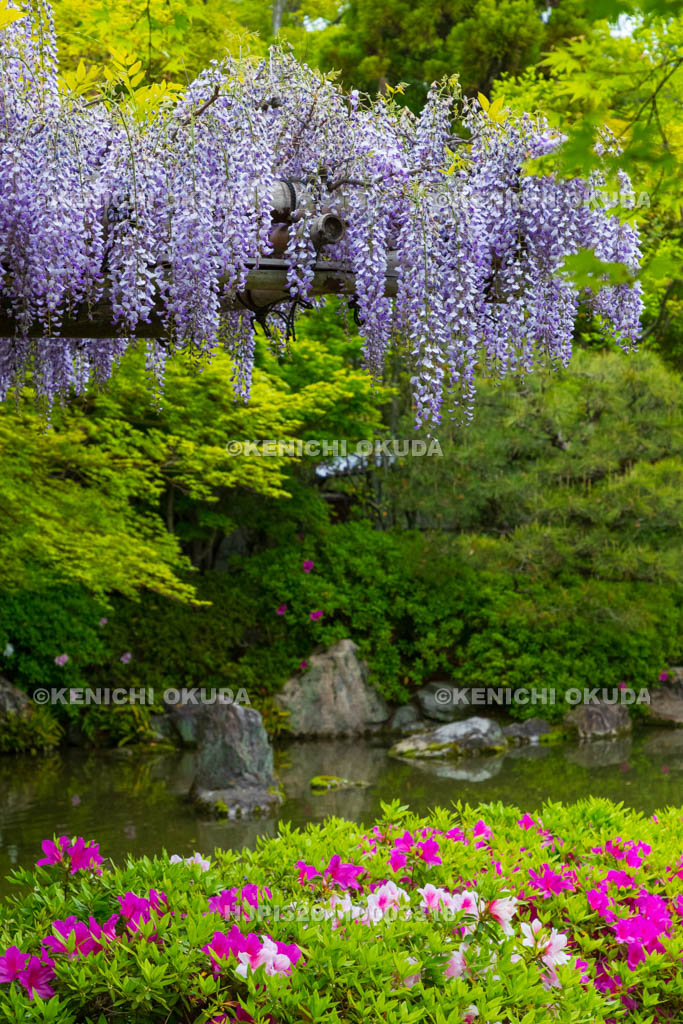 京都府　城南宮　神苑　室町の庭　ツツジと藤棚