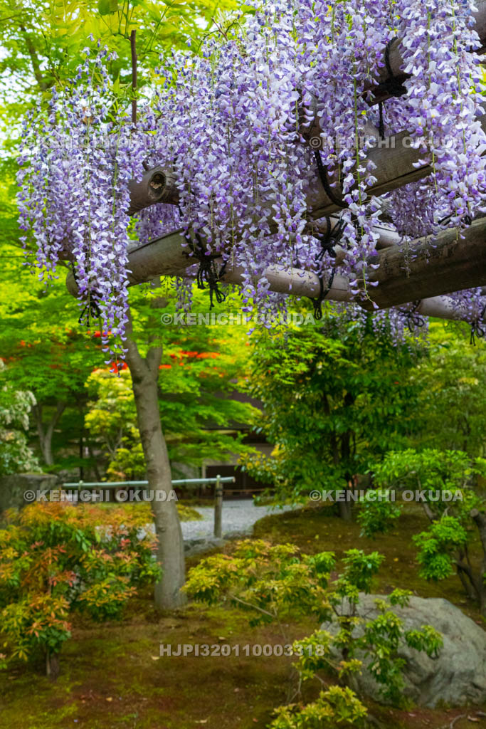 京都府　城南宮　神苑　室町の庭　藤棚
