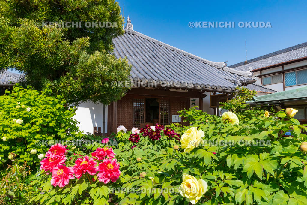 奈良県　春ボタン咲く石光寺