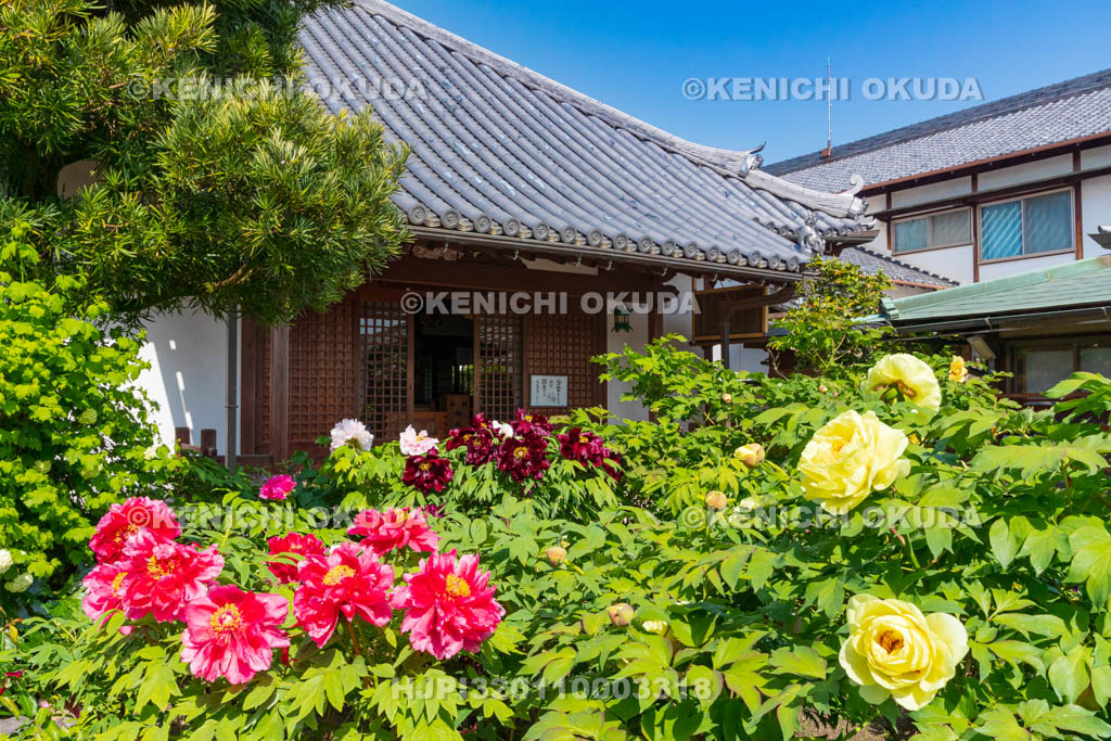 奈良県　春ボタン咲く石光寺