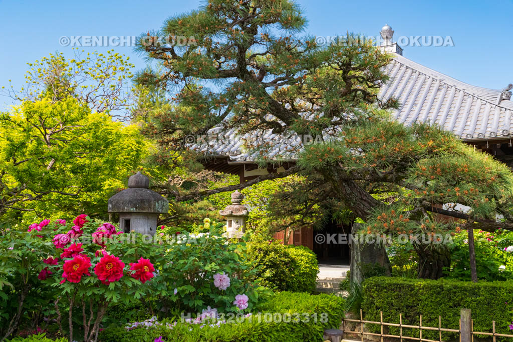 奈良県　春ボタン咲く石光寺