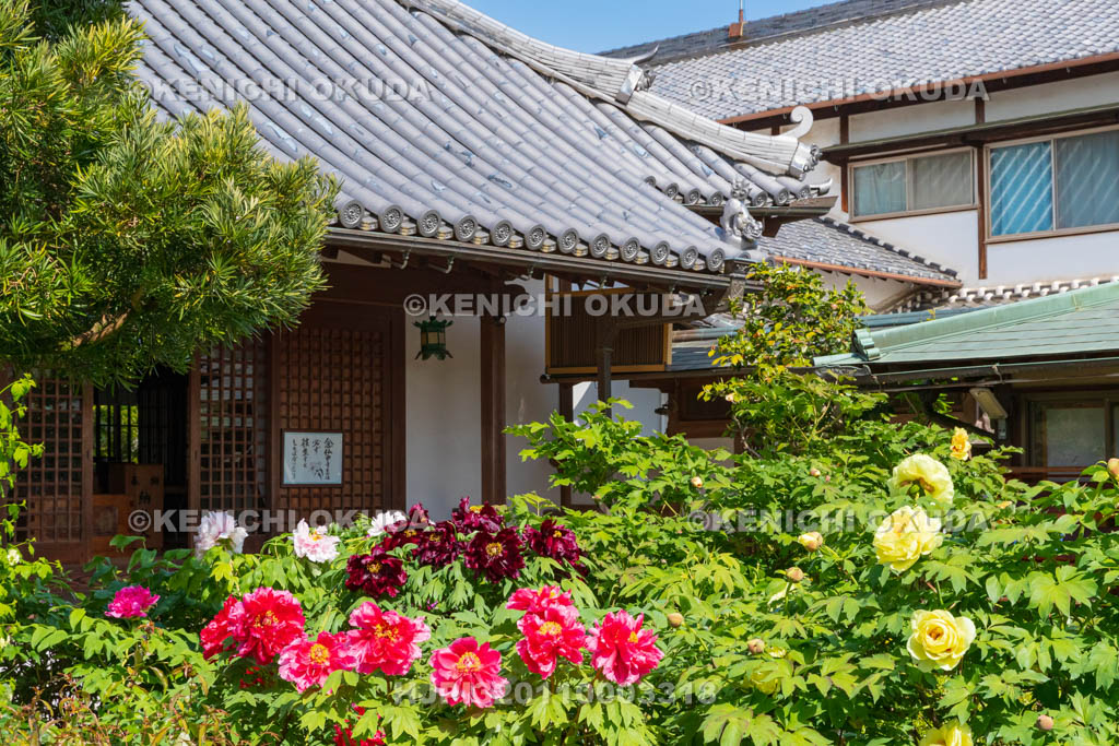 奈良県　春ボタン咲く石光寺