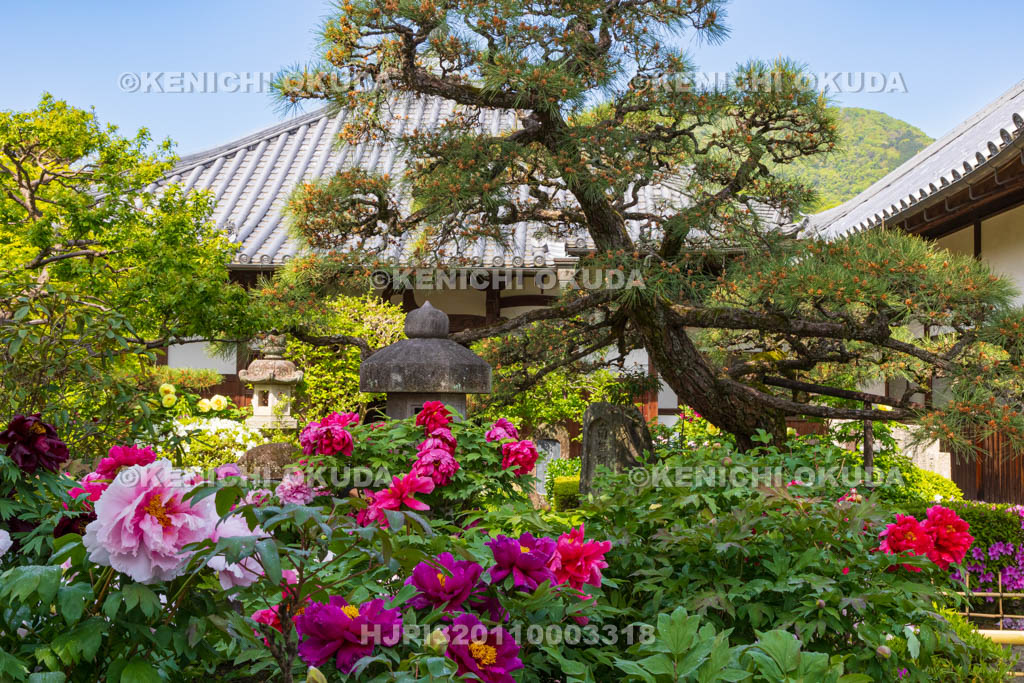 奈良県　春ボタン咲く石光寺