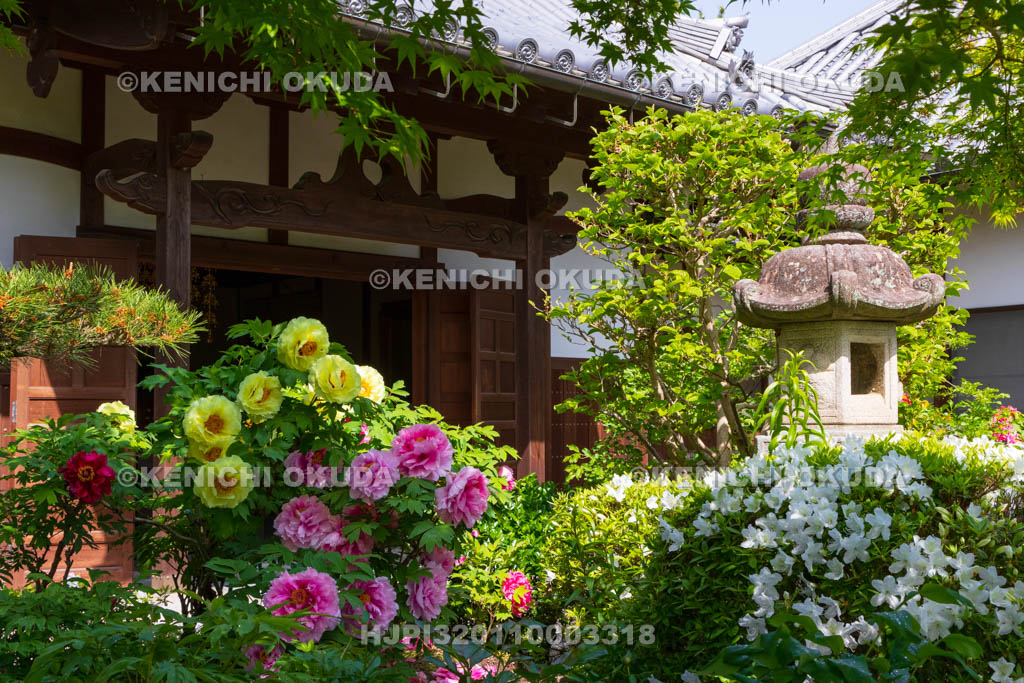 奈良県　春ボタン咲く石光寺