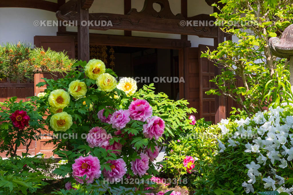 奈良県　春ボタン咲く石光寺