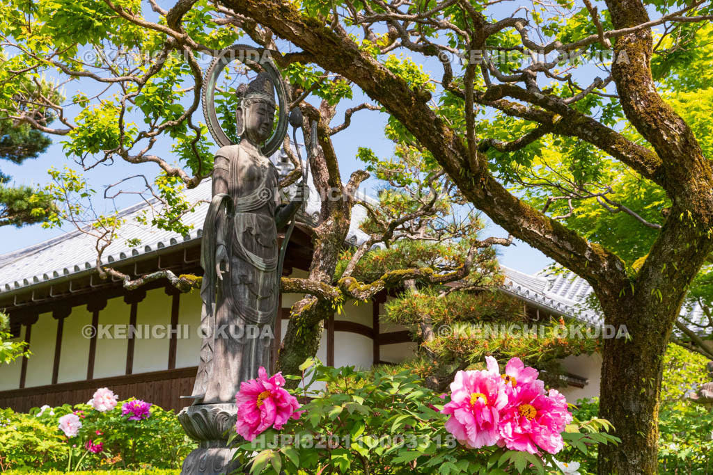 奈良県　春ボタン咲く石光寺