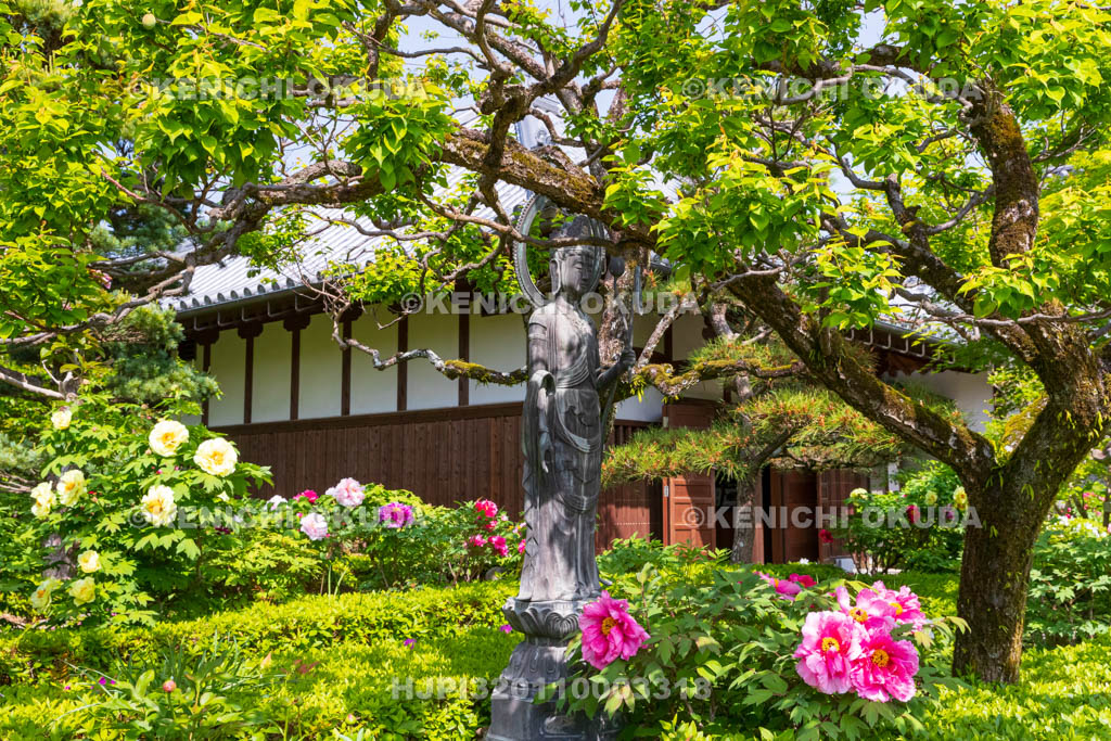 奈良県　春ボタン咲く石光寺
