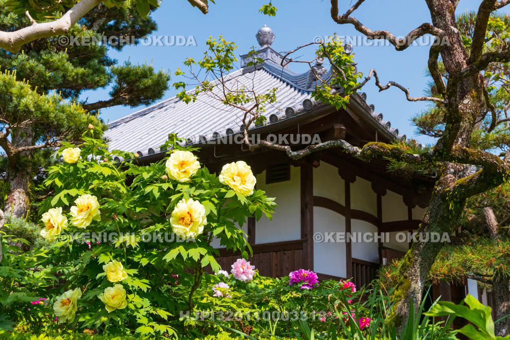奈良県　春ボタン咲く石光寺