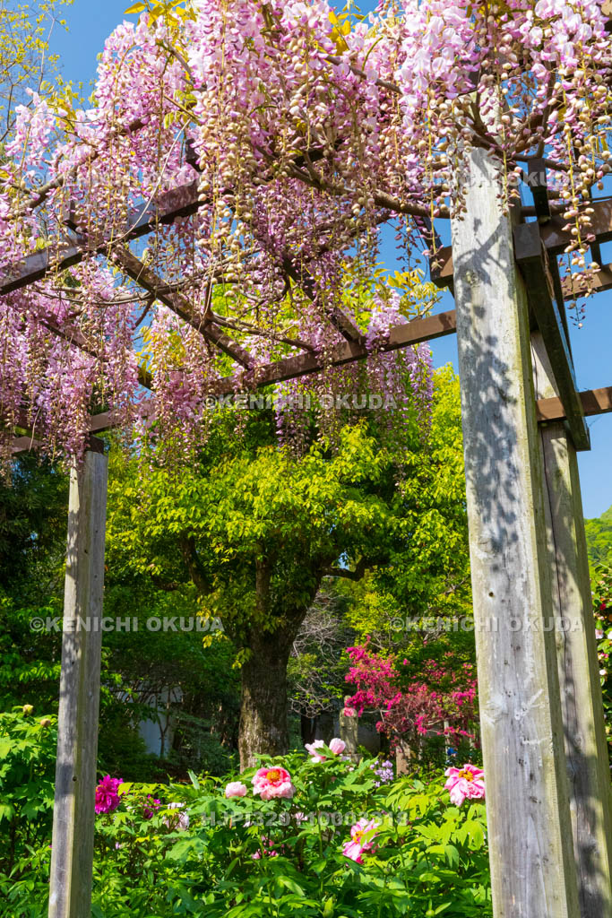 奈良県　石光寺　藤棚と春ボタン