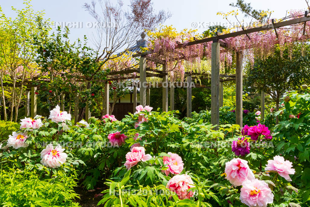 奈良県　石光寺　藤棚と春ボタン