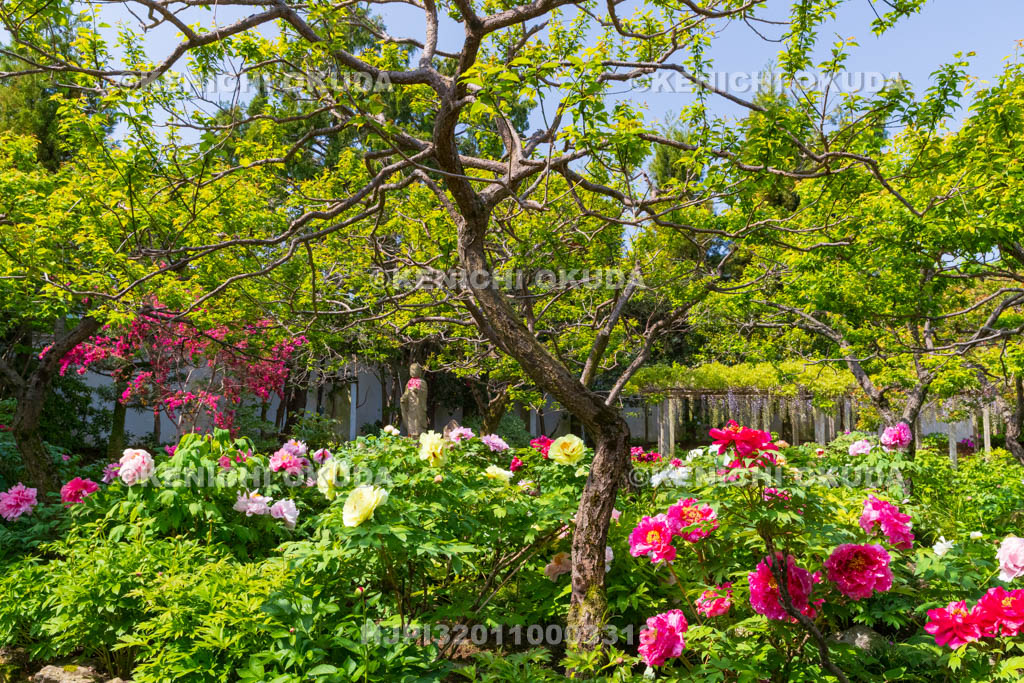 奈良県　春ボタン咲く石光寺