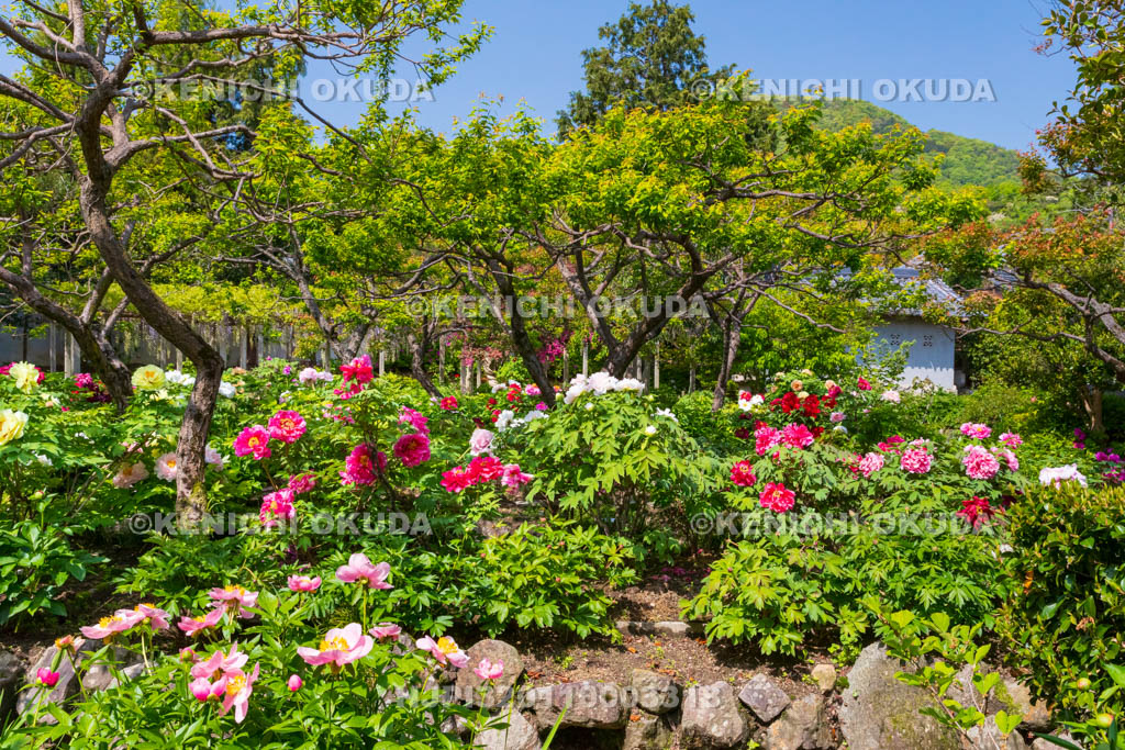 奈良県　春ボタン咲く石光寺