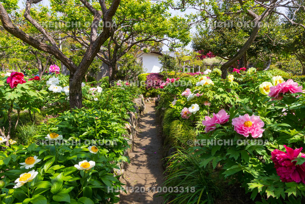 奈良県　春ボタン咲く石光寺