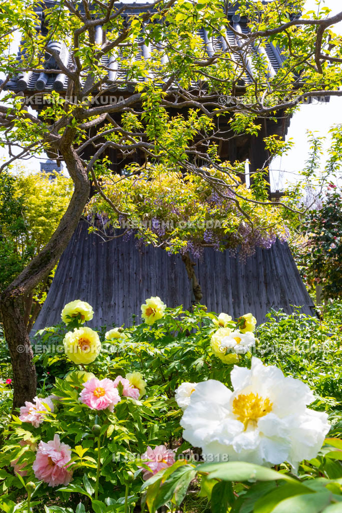 奈良県　春ボタン咲く石光寺
