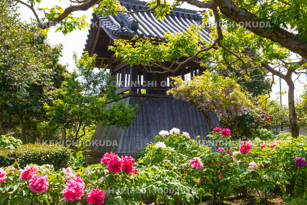 奈良県　春ボタン咲く石光寺
