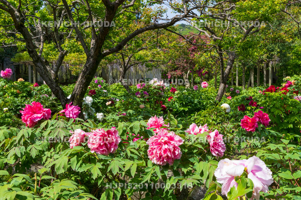 奈良県　春ボタン咲く石光寺