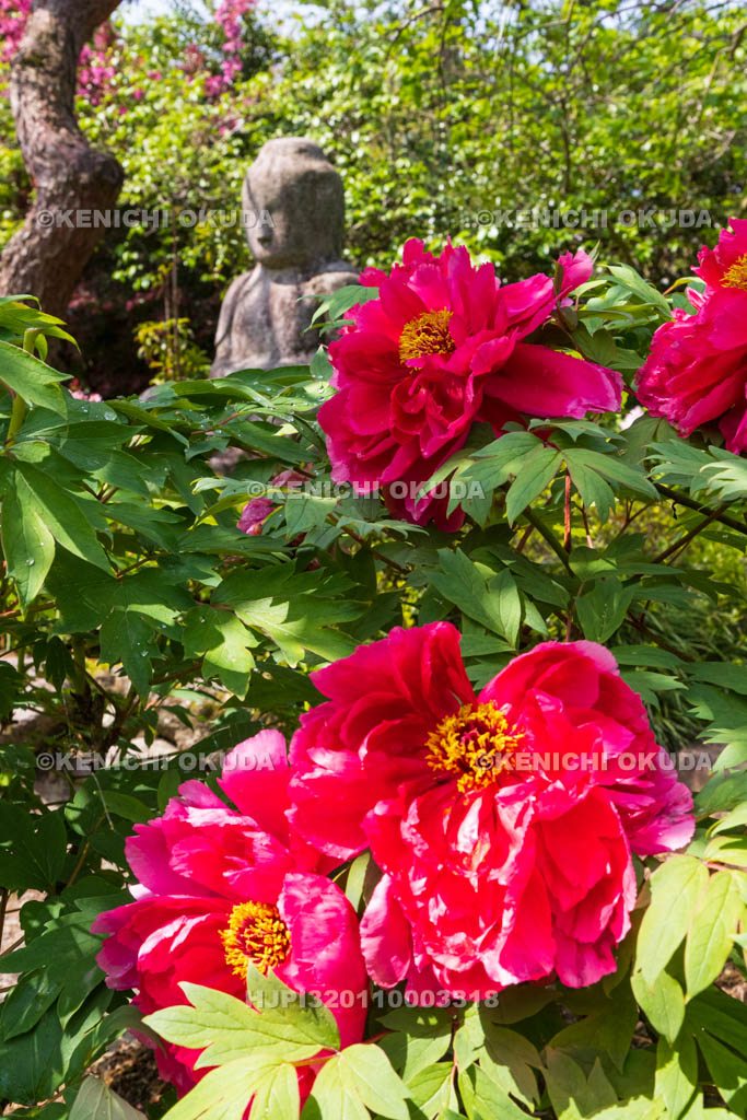 奈良県　春ボタン咲く石光寺