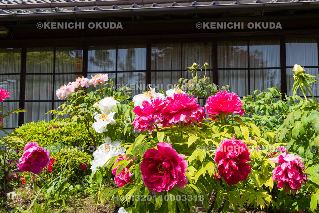 奈良県　春ボタン咲く石光寺